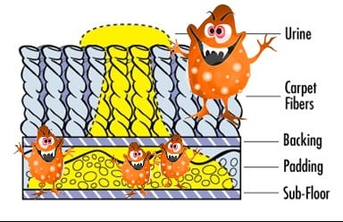 bacteria in pet urine filled carpeting