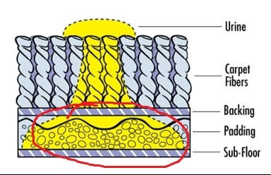 urine removal in carpet pad